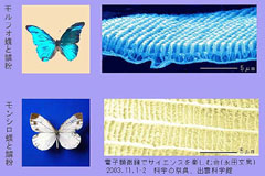 配布した蝶のSEM像の栞