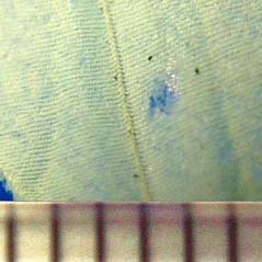 ルーペで見たモンシロ蝶の鱗粉