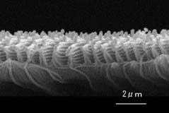 鱗粉の先端部の多層膜構造