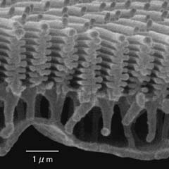 鱗粉の畝構造の断面拡大像（１）