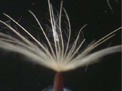 コウゾリナの冠毛のルーペ拡大写真