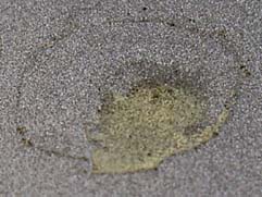 雨の水滴跡に残った花粉