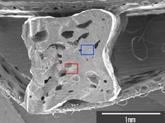 S屋セイロ蕎麦断面の電子顕微鏡像