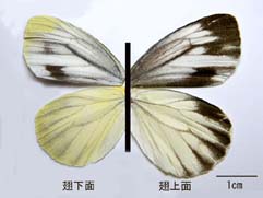 スジグロシロチョウの翅の模様