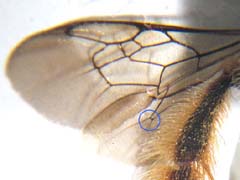 ニホンミツバチの後翅の翅脈