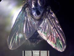 翅部光学顕微鏡写真