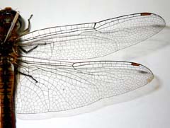 ウスバキトンボの翅