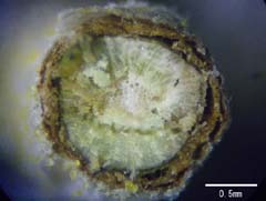 茎断面の光学顕微鏡像