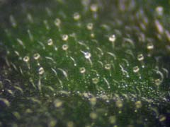 トマトの葉の表面の光学顕微鏡像