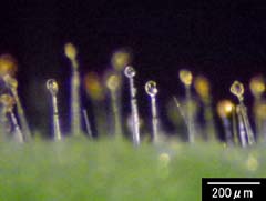 茎表面の匂い玉の光学顕微鏡像