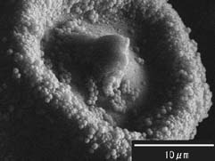 スギ花粉（13kV反射電子電子像）